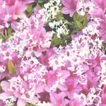 一寸先闇バンド「五月病」ジャケット