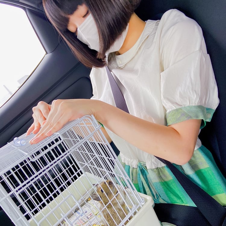 根本凪の膝の上に置かれるおこげ。
