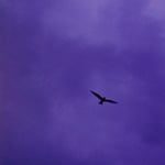 Bialystocks「言伝」配信ジャケット