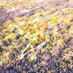 Meg Bonus「MERMAID」配信ジャケット