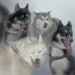 Romantic「犬ぞり」配信ジャケット