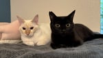 長嶋トモヒコ（ダーリンハニー）が預かっている保護猫。©︎日本テレビ